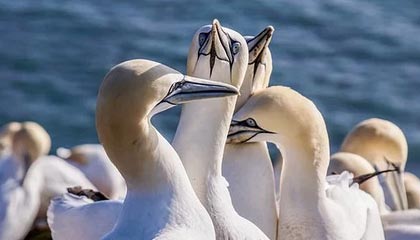 九游网页版入口-德国队展望未来：国际乒联混合团体世界杯新篇章，德国乒乓球团体赛成员