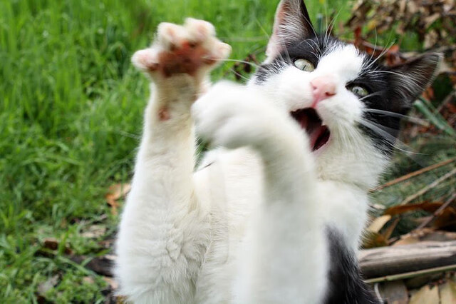 -中小学体育课堂互动教学效果分析，中小学体育活动内容的设置与教法创新