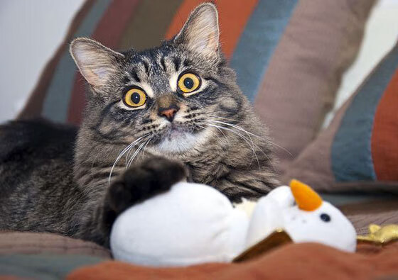 九游官网pc-NBA广告收入新高哪支球队最吸金，nba广告商