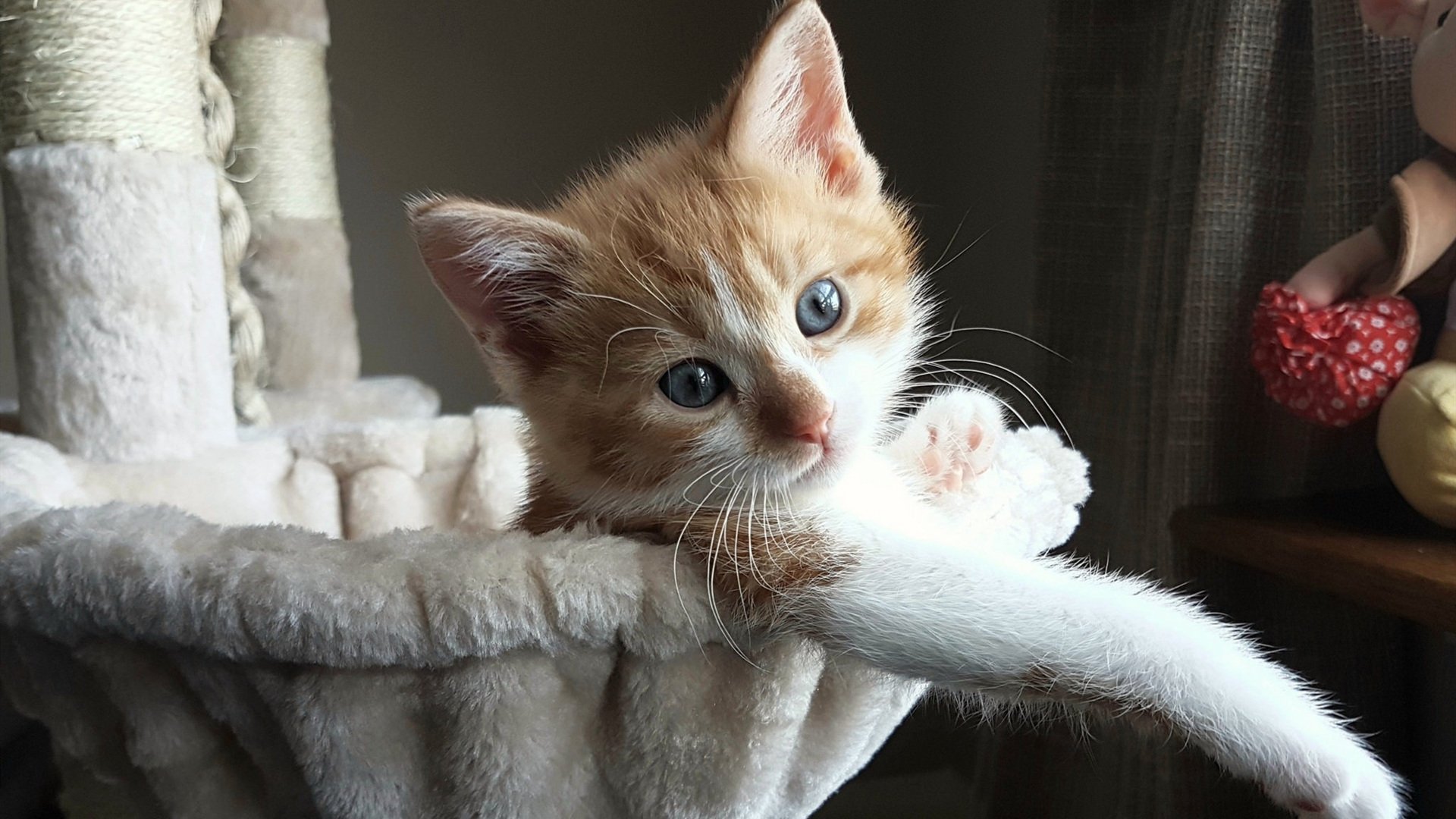 日本花滑天才少女再创世界纪录,日本花滑特别强化选手