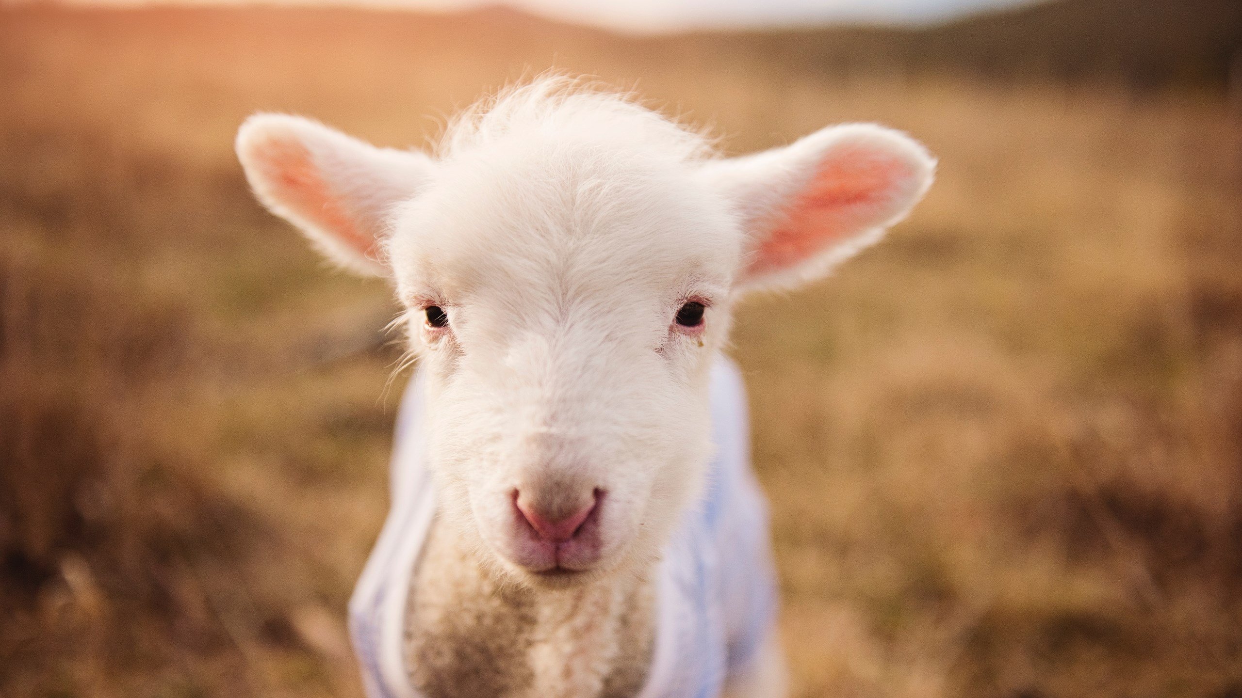滑板世界杯上海站自由式项目中国包揽冠亚军,滑板世界大赛