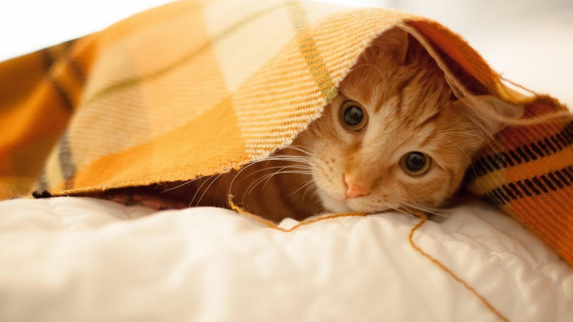 九游app官网下载-青少年足球教练员技能提升培训班全国开启，推动行业标准化，青少年足球培训营